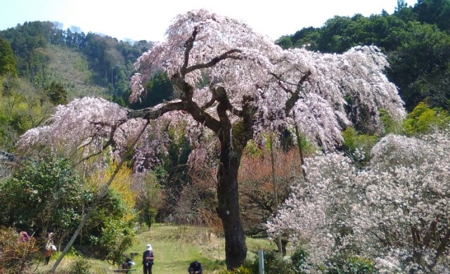 長登のしだれ桜